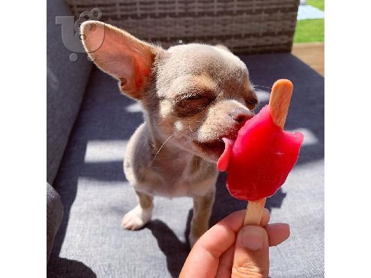 PoulaTo: Καταπληκτικό chihuahua